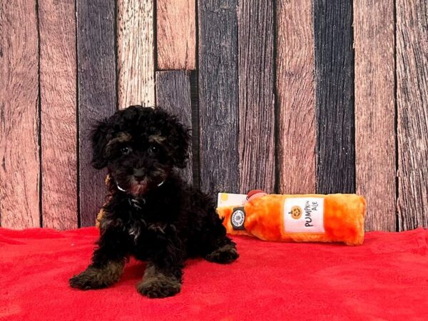 Poodle/Yorkshire Terrier-Dog-Male-Black and Tan-25492-Petland Scottsdale, Arizona