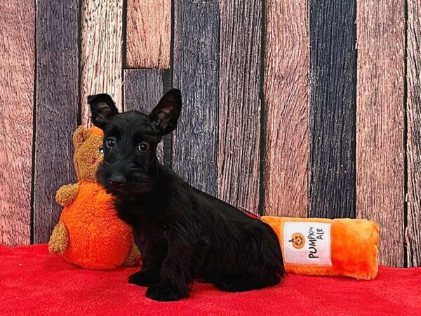 Scottish Terrier-Dog-Male-Black-25512-Petland Scottsdale, Arizona