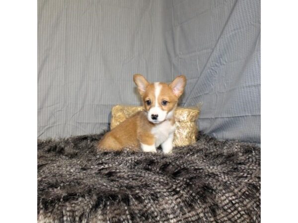Pembroke Welsh Corgi-DOG-Female-Red-18021-Petland Scottsdale, Arizona