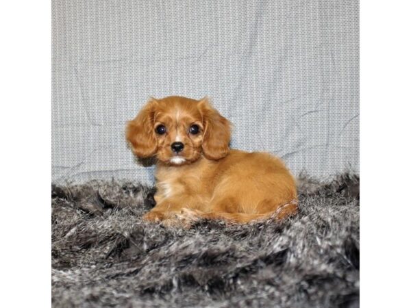 Cavalier King Charles Spaniel-DOG-Male-Ruby-18020-Petland Scottsdale, Arizona