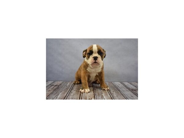 Victorian Bulldog-DOG-Male-Red Brindle and White-18033-Petland Scottsdale, Arizona