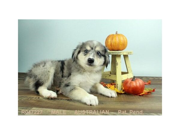 Australian Shepherd-DOG-Male-BL MRL:WH MKGS TAN PTS-18073-Petland Scottsdale, Arizona