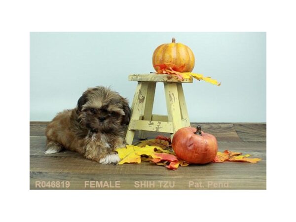 Shih Tzu-DOG-Female-GLD & WH:BLK MSK-18068-Petland Scottsdale, Arizona