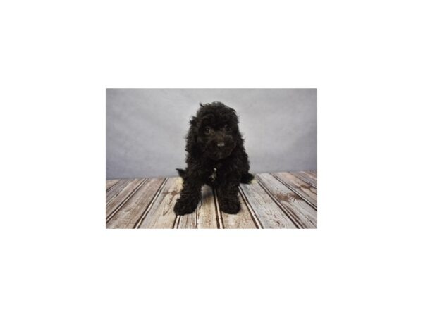 Bichon Frise/Poodle-DOG-Female-Black-18076-Petland Scottsdale, Arizona