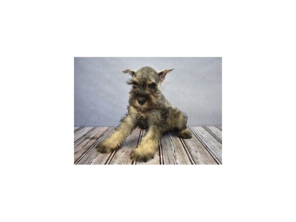 Miniature Schnauzer-DOG-Female-Salt and Pepper-18075-Petland Scottsdale, Arizona