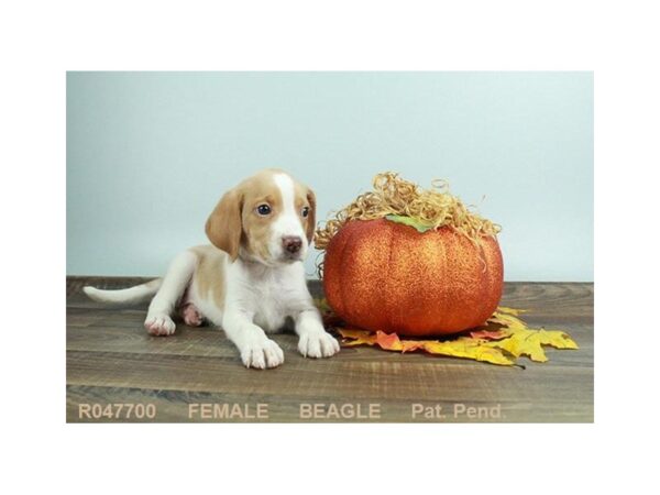 Beagle-DOG-Female-RD & WH-18094-Petland Scottsdale, Arizona