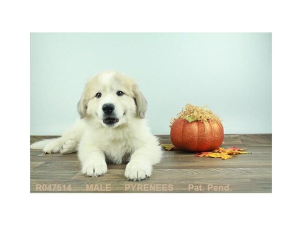 Great Pyrenees-DOG-Male-WH:BDGR MKGS-18092-Petland Scottsdale, Arizona