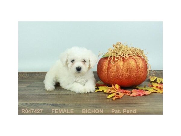 Bichon Frise-DOG-Female-WH-18095-Petland Scottsdale, Arizona