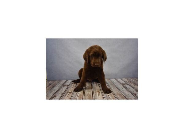 Labrador Retriever-DOG-Male-Chocolate-18097-Petland Scottsdale, Arizona