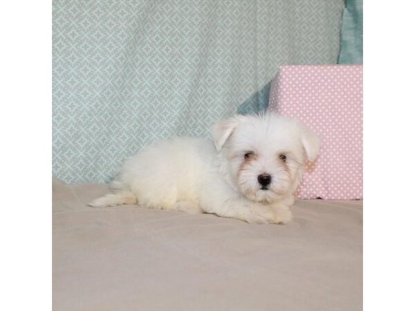 Maltese-DOG-Female-White-18085-Petland Scottsdale, Arizona