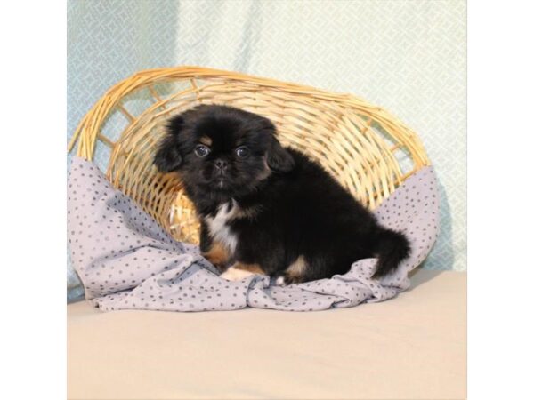 Pekingese-DOG-Male-Black / Tan-18086-Petland Scottsdale, Arizona
