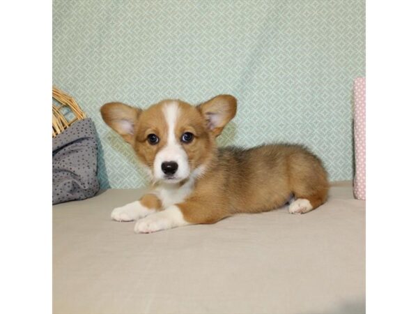 Pembroke Welsh Corgi-DOG-Male-Red-18087-Petland Scottsdale, Arizona