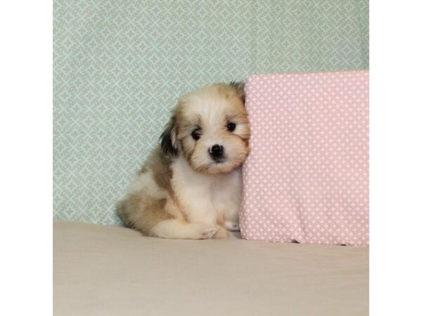 Maltese/Shih Tzu-DOG-Male-White / Gold-18104-Petland Scottsdale, Arizona