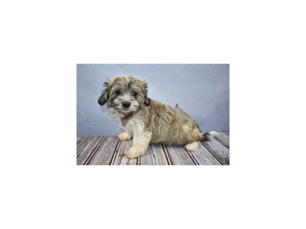 Havanese-DOG-Male-Fawn Sable-18128-Petland Scottsdale, Arizona