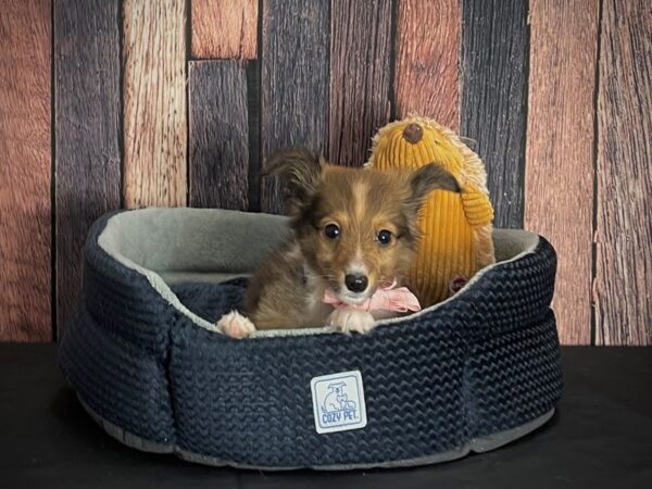 Shetland Sheepdog-Dog-Male-Sable / White-25124-Petland Scottsdale, Arizona