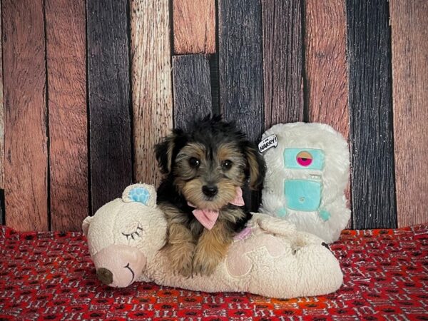 Poodle/Yorkshire Terrier-Dog-Male-Black / Gold-25163-Petland Scottsdale, Arizona