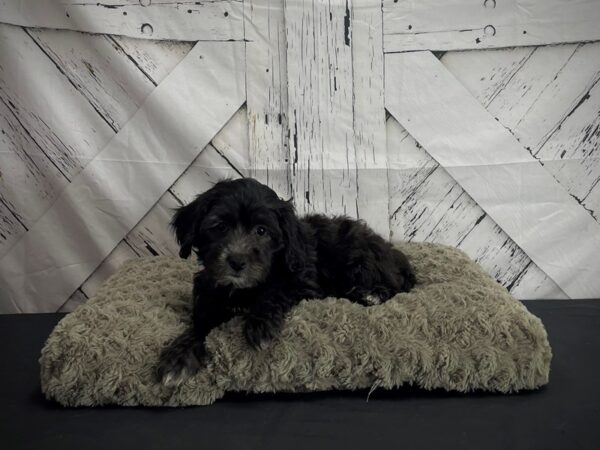 F1B Shipoo-Dog-Male-black-25196-Petland Scottsdale, Arizona