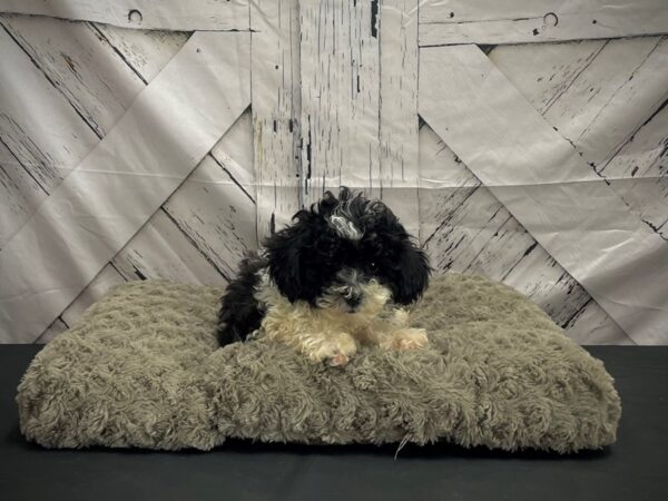 F1B Shipoo-Dog-Male-Black & White-25195-Petland Scottsdale, Arizona