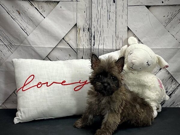 Cairn Terrier-Dog-Female-Wheaten-25281-Petland Scottsdale, Arizona