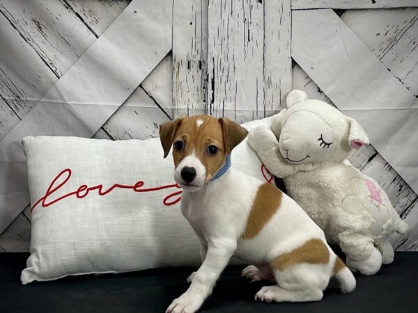 Jack Russell Terrier-Dog-Male-White / Red-25291-Petland Scottsdale, Arizona