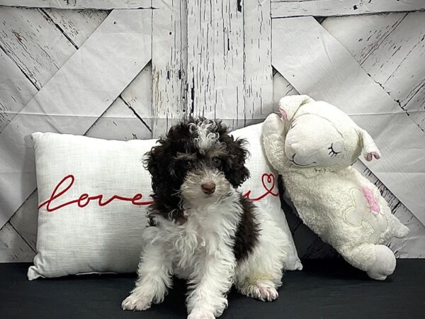 Poodle-Dog-Male-White, Chocolate / Tan-25287-Petland Scottsdale, Arizona