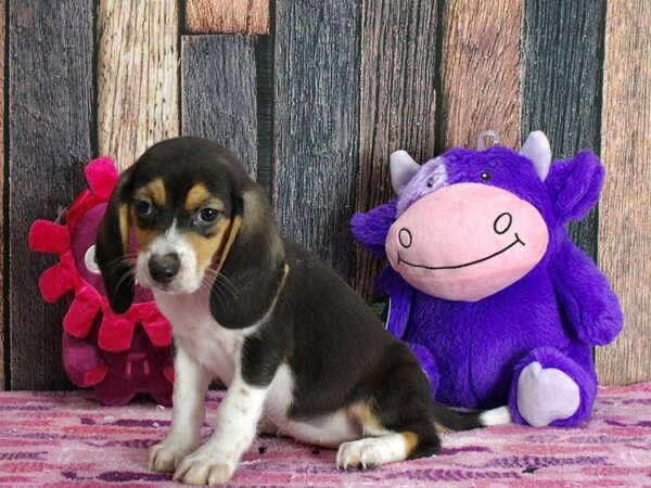 Beagle-Dog-Female-Black / Tan-25328-Petland Scottsdale, Arizona