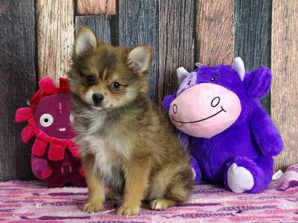 Pomeranian-Dog-Female-Red Sable-25324-Petland Scottsdale, Arizona