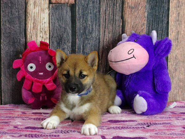 Shiba Inu-Dog-Male-Red Sesame-25317-Petland Scottsdale, Arizona
