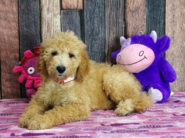 F1B Goldendoodle-Dog-Female-Golden-25343-Petland Scottsdale, Arizona