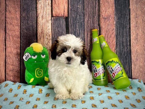 Bichon Frise/Shih Tzu-Dog-Male-Gold and White-25345-Petland Scottsdale, Arizona