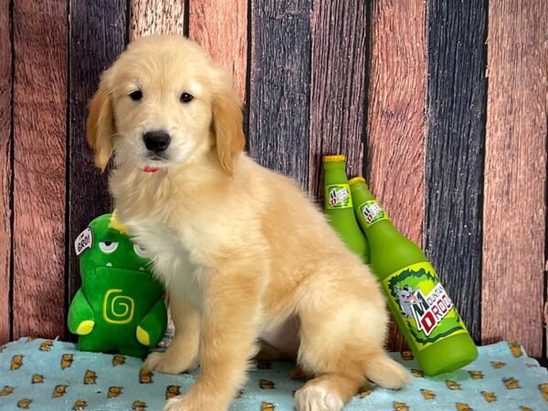 Golden Retriever-Dog-Female-Light Golden-25358-Petland Scottsdale, Arizona
