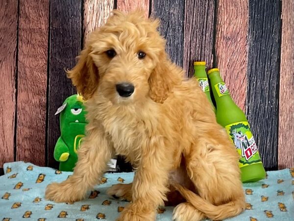 F1B Goldendoodle-Dog-Female-Golden-25367-Petland Scottsdale, Arizona