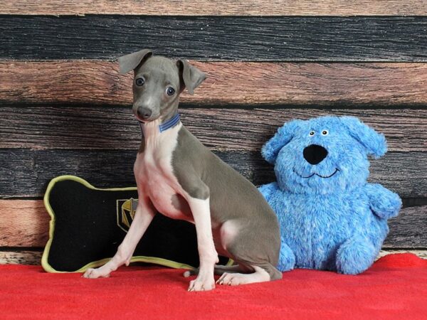 Italian Greyhound-Dog-Male-Blue-25389-Petland Scottsdale, Arizona