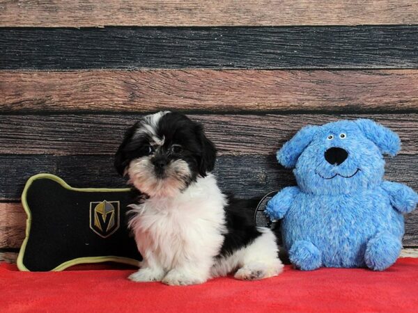 Shih Tzu-Dog-Male-Black / White-25382-Petland Scottsdale, Arizona