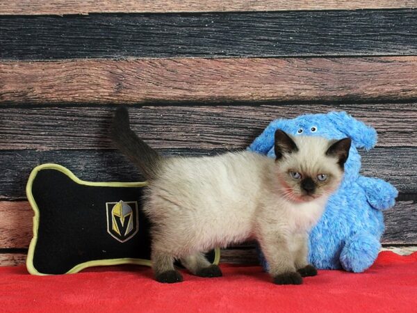 Exotic Short Hair-Cat-Male--25402-Petland Scottsdale, Arizona