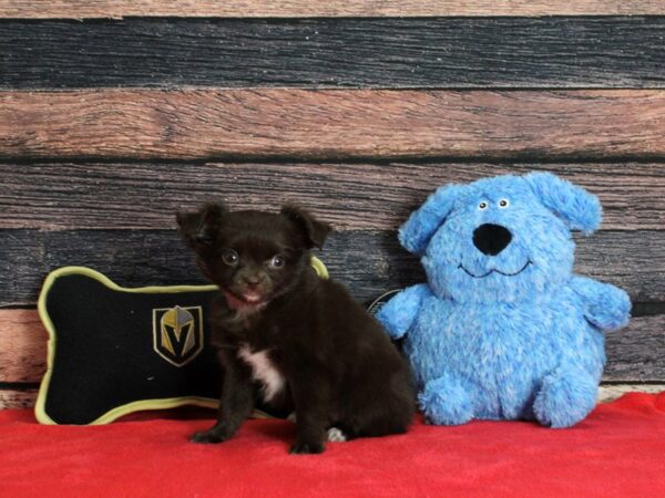 Chihuahua-Dog-Female-Chocolate-25371-Petland Scottsdale, Arizona