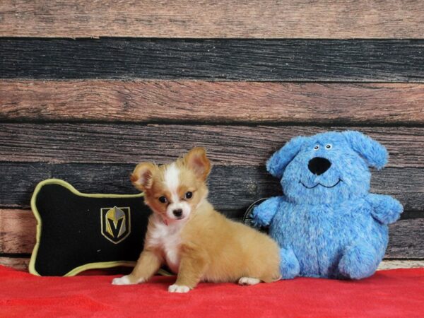 Chihuahua-Dog-Female-Fawn-25372-Petland Scottsdale, Arizona