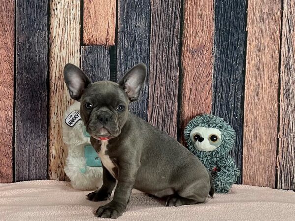 Boston Terrier/French Bulldog-Dog-Female-Blue-25426-Petland Scottsdale, Arizona