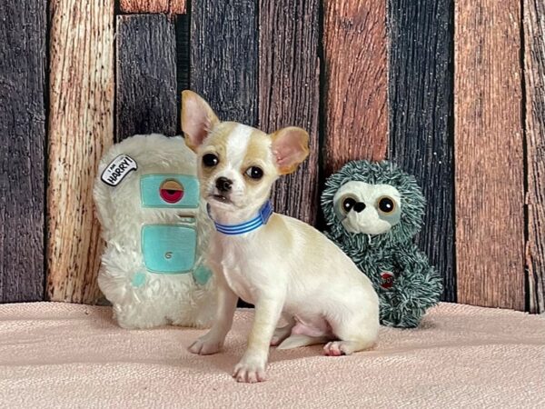 Chihuahua-Dog-Male-Cream and White-25409-Petland Scottsdale, Arizona