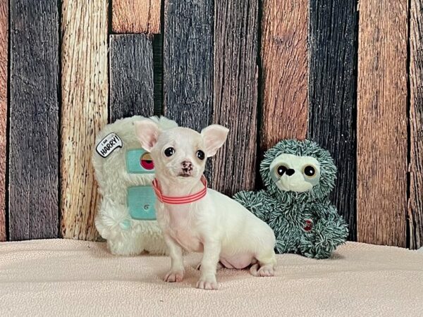 Chihuahua-Dog-Female-Cream-25420-Petland Scottsdale, Arizona