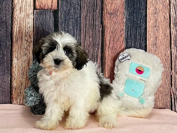 Coton De Tulear-Dog-Female-White-25416-Petland Scottsdale, Arizona