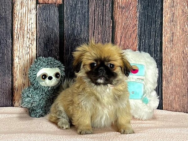 Pekingese-Dog-Female-Fawn-25412-Petland Scottsdale, Arizona