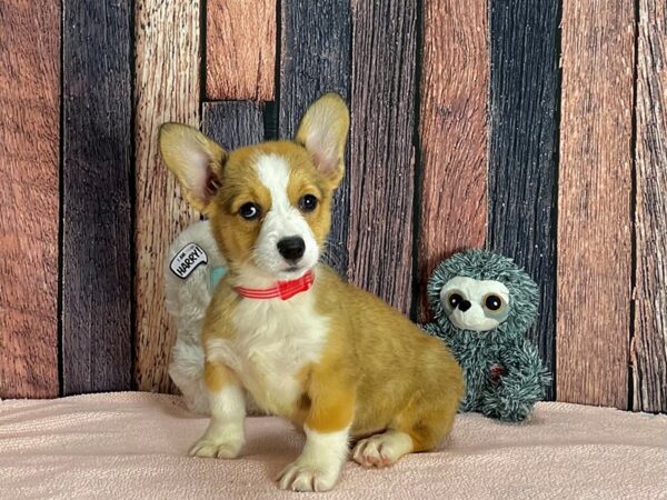 Pembroke Welsh Corgi-Dog-Female-Sable-25413-Petland Scottsdale, Arizona