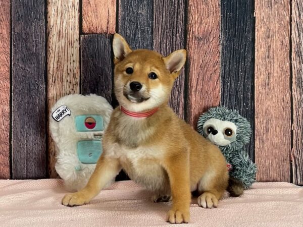 Shiba Inu-Dog-Female-Red Sesame-25415-Petland Scottsdale, Arizona