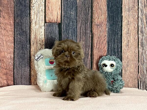 Shih Tzu-Dog-Male-Lilac-25422-Petland Scottsdale, Arizona