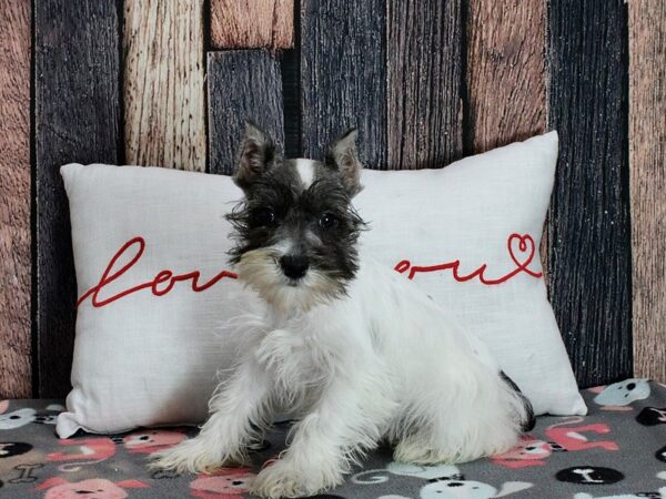 Miniature Schnauzer-Dog-Female-White Salt / Pepper-25448-Petland Scottsdale, Arizona