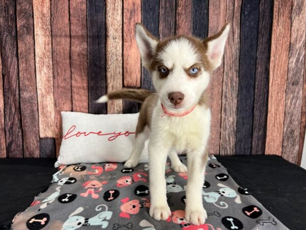 Siberian Husky-Dog-Female-Red and White-25438-Petland Scottsdale, Arizona