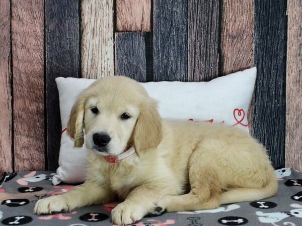 Golden Retriever-Dog-Female-Golden-25455-Petland Scottsdale, Arizona