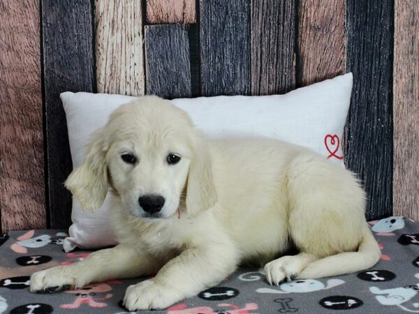 Golden Retriever-Dog-Female-Golden-25456-Petland Scottsdale, Arizona