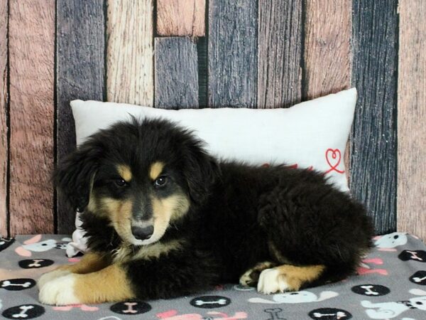 Miniature Australian Shepherd-Dog-Male-Tri-Color-25458-Petland Scottsdale, Arizona